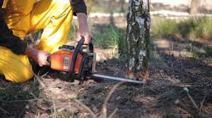 How Our Tree Care Process Works  in Willards, MD